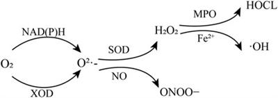 The application of optical technology in the diagnosis and therapy of oxidative stress-mediated hepatic ischemia-reperfusion injury